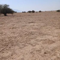 ۶ هکتار زمین کشاورزی دیم جهت اجاره