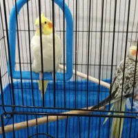 عروس هلندی رام و دستی