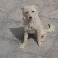پاکوتاه روباهی توضیحات