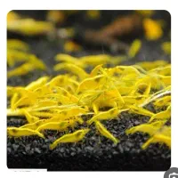 گلدن(شریمپ)