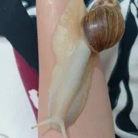 حلزون اچانتینا ، مخصوص پوست صورت، کلاژن ساز