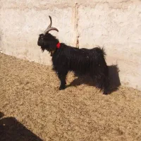 چپش دوبور دبر دوبر بزغاله دبری