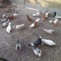 تعدادی کبوتر