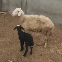 گوسفند|حیوانات مزرعه|سیمین شهر, |دیوار