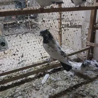 سلام