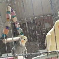 عروس هلندی|پرنده|کرج, شهرک اوج|دیوار