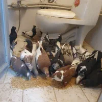 ۲۳تا کفتر پرشی