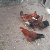 فروش جوجه بوقلمون  جوجه مرغ ۳ ماهه|حیوانات مزرعه|اسالم, |دیوار