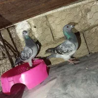 دورگ|پرنده|پلدختر, |دیوار