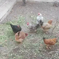 مرغ محلی با جوجه محلی|حیوانات مزرعه|محمدیه-قزوین, |دیوار