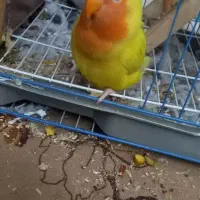 طوطی برزیلی گمشده در دولت آباد