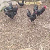 خروس سیاه ارگانیک