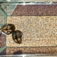 همستر مینیاتوری|موش و خرگوش|بافق, |دیوار