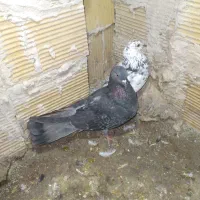 کبوتر|پرنده|مشگین شهر, |دیوار