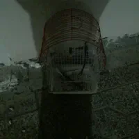 قفس پرنده کاملا سالم