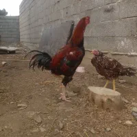 مرغ وخروس لاری|حیوانات مزرعه|سیمین شهر, |دیوار