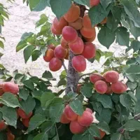 وایقان نهال فروش انواع نهال