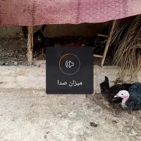 فروش بوقلمون