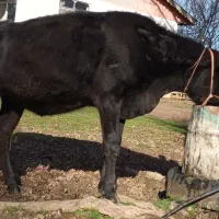 فروش لیشه هلشتاین(مشکی)