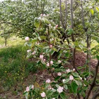 مشارکتی باغ|اجارهٔ دفتر صنعتی، کشاورزی، تجاری|موچش, |دیوار