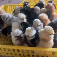 تبدیل تخم نطفه دار به جوجه.فروش تخم نطفه دارو جوجه