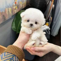 پودل تی کاپ فنجونی|سگ|یزد, |دیوار