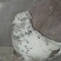 سه عدد کفتر فروشی|پرنده|دماوند, دماوند|دیوار