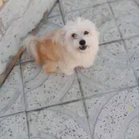 سگ پاکوتاه