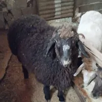 بره .نره آماده.بزه ومیشی چاق فقط برای کشتار جوان