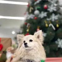 سگ پامر روباهی