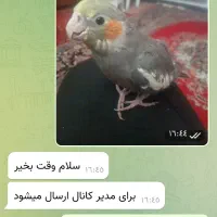 با سلام یه عروس هلندی چهار ماهه گم شده