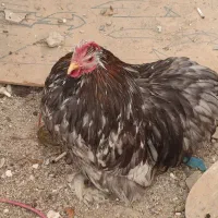 خروس کوشین بالغ