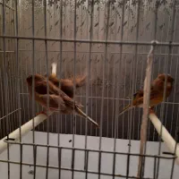 قناری کرست|پرنده|رشت, شهرک آیت الله منتظری|دیوار