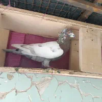 کبوتر دورگ|پرنده|کرخه, |دیوار