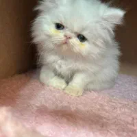 پرششین سفید برفی