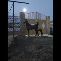 اسب|اسب و تجهیزات اسبسواری|بوئین زهرا, |دیوار
