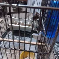 سهره غریب گیری