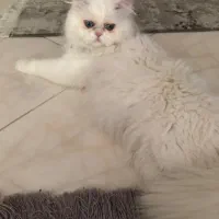 جهت جفت گیری با گربه ماده