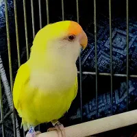 طوطی برزیلی نر لوتینو چشم شرابی (سخنگو) پا حلقه