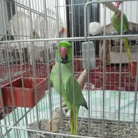 یک جفت طوطی ملنگو اهلی