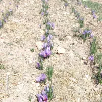 زعفران کاملاً طبیعی|خوردنی و آشامیدنی|ماهیدشت, |دیوار