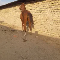 مادیان ونریان|اسب و تجهیزات اسب‌سواری|دشتابی, |دیوار