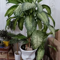 گل دیفن بزرگ