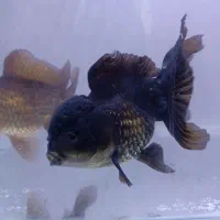 گلد فیش وارداتی