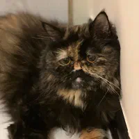 گربه پرشین واگذاری