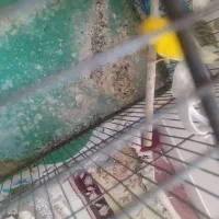 قناری نر زرد