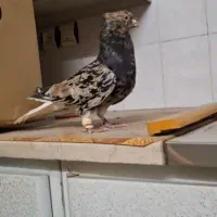 کبوتر دم سفید