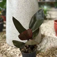 گلخانه شهر سبز|گل و گیاه طبیعی|کازرون, |دیوار