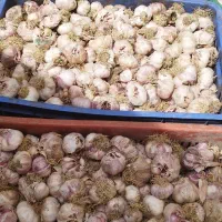 سیر مغان|خوردنی و آشامیدنی|اصلاندوز, |دیوار