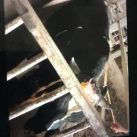 گوساله  نر دورگ
